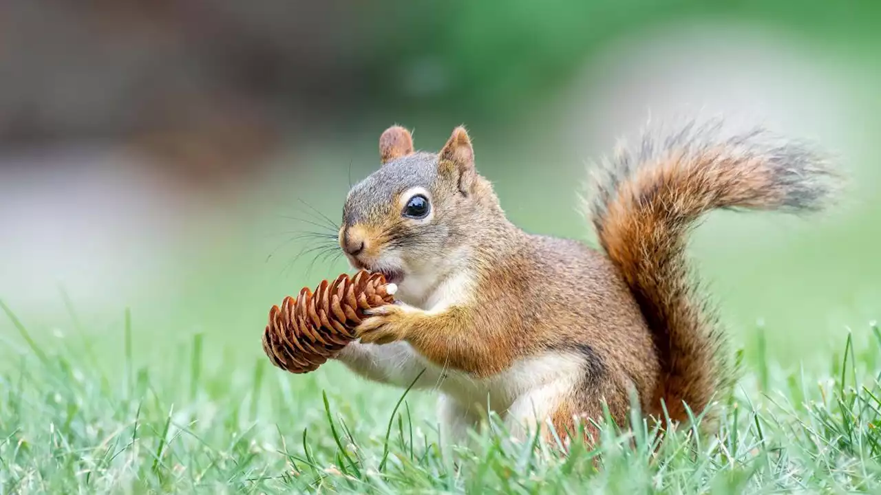 The have-nuts and have-nots: squirrels inherit wealth