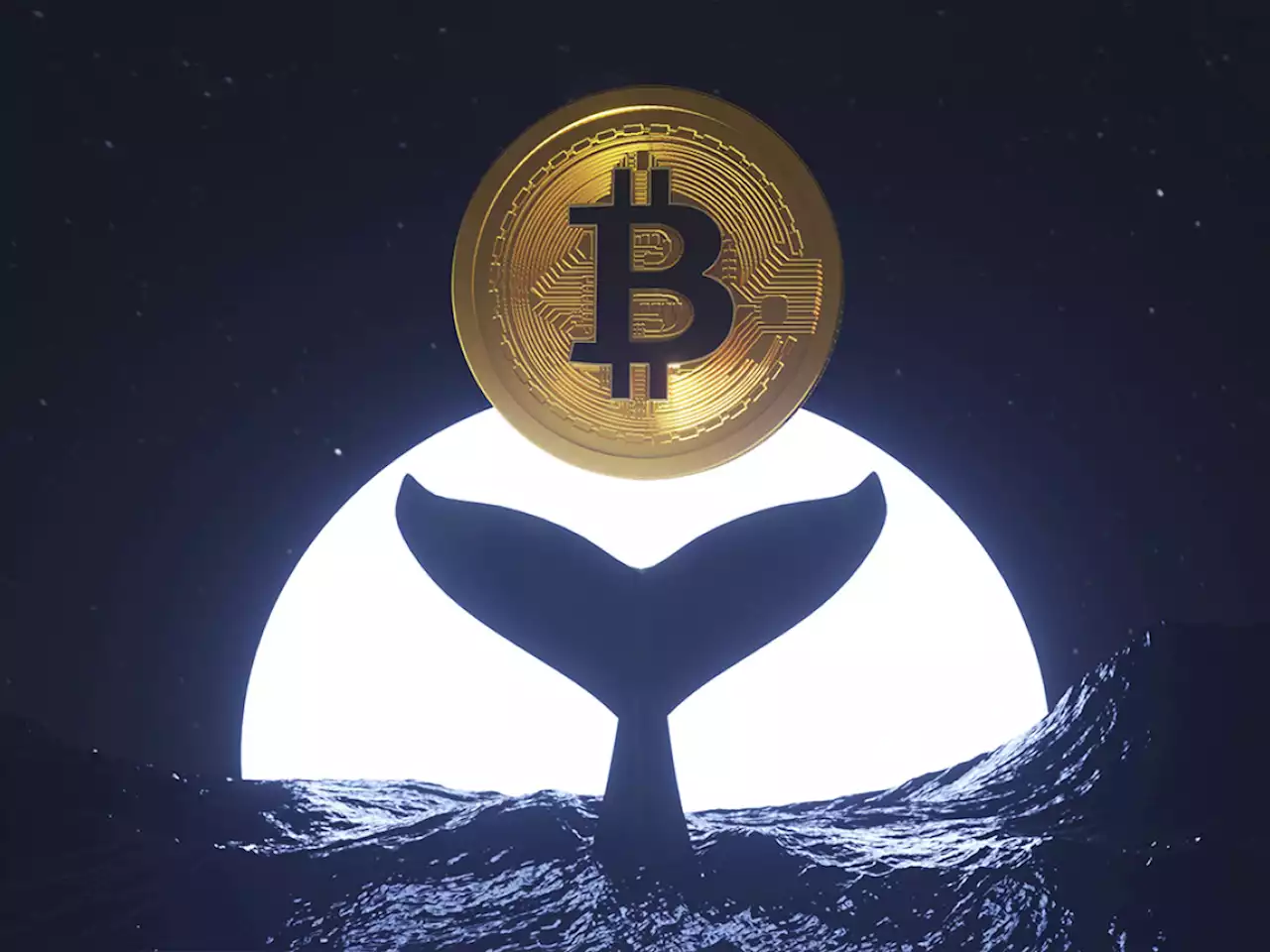 Whales Buy 60K Bitcoins Over Past 2 Months, Adding 1.7 Million BTC in Last 5 Years: Report