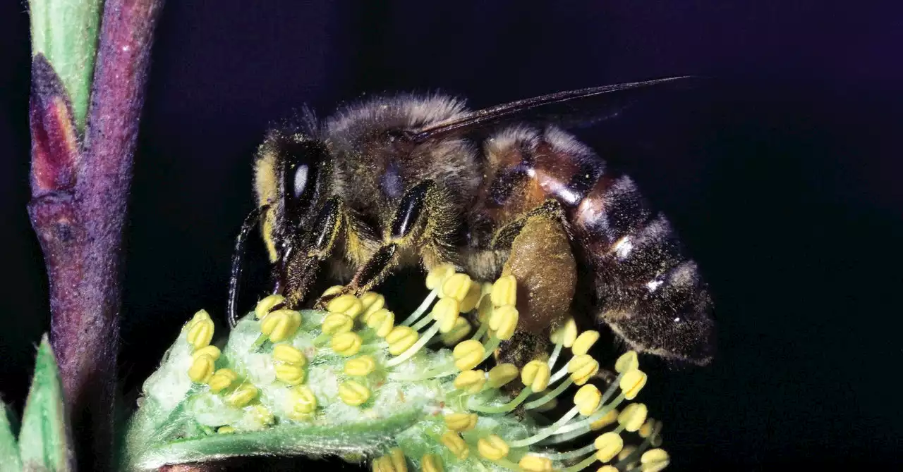 A Quarter of Known Bee Species Haven’t Been Seen Since 1990