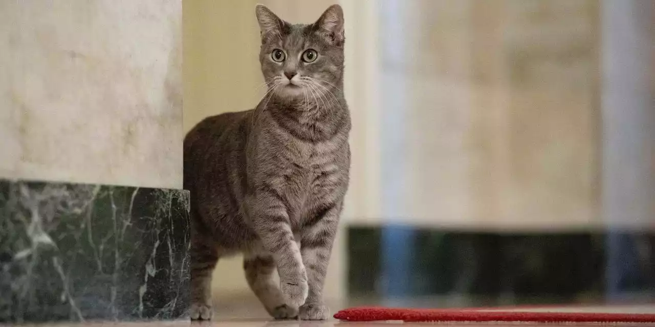 Bidens Welcome Willow, the First Cat, to the White House