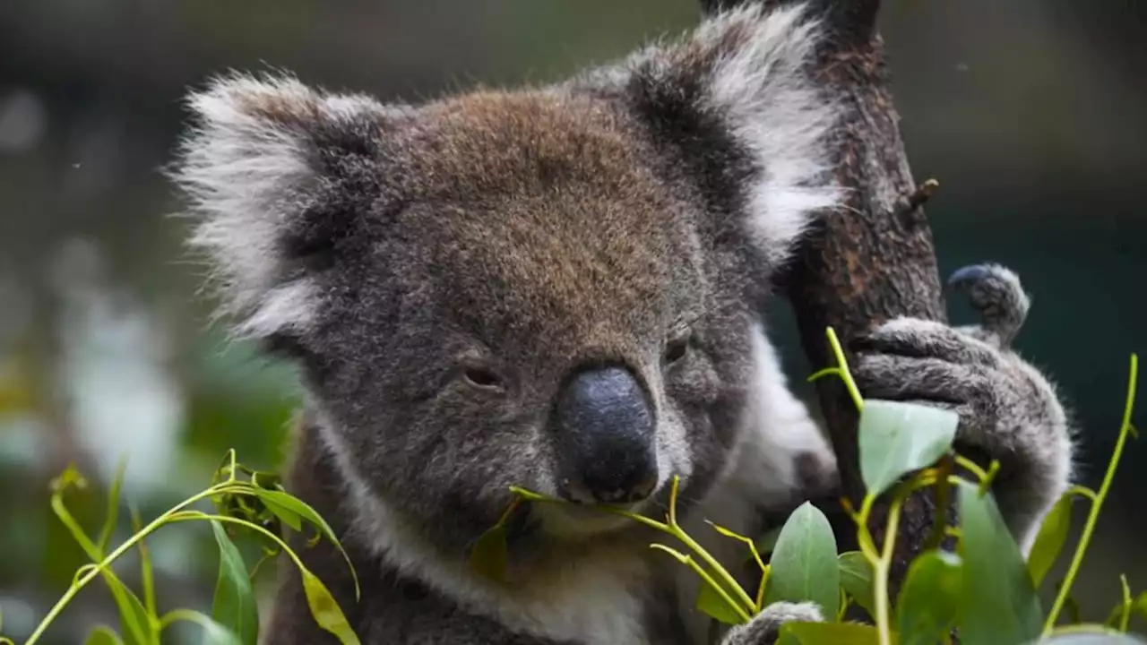 Government applauded for $50 million support to protect koalas