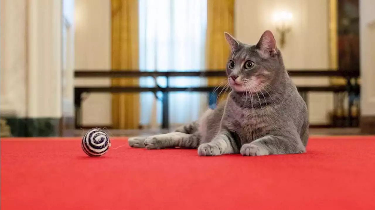 Meet Willow: Bidens (finally) welcome first cat to White House