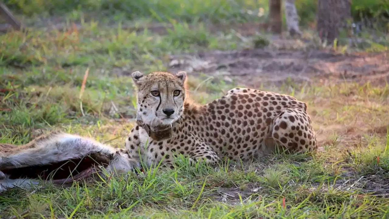 Release of wild cheetahs in Mozambique could be answer to conservation of the species, biologists say