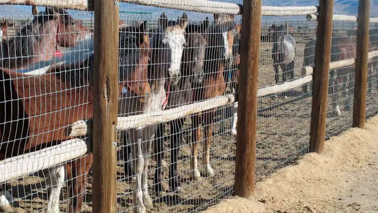 US judge won’t rein in federal wild horse roundup in Nevada