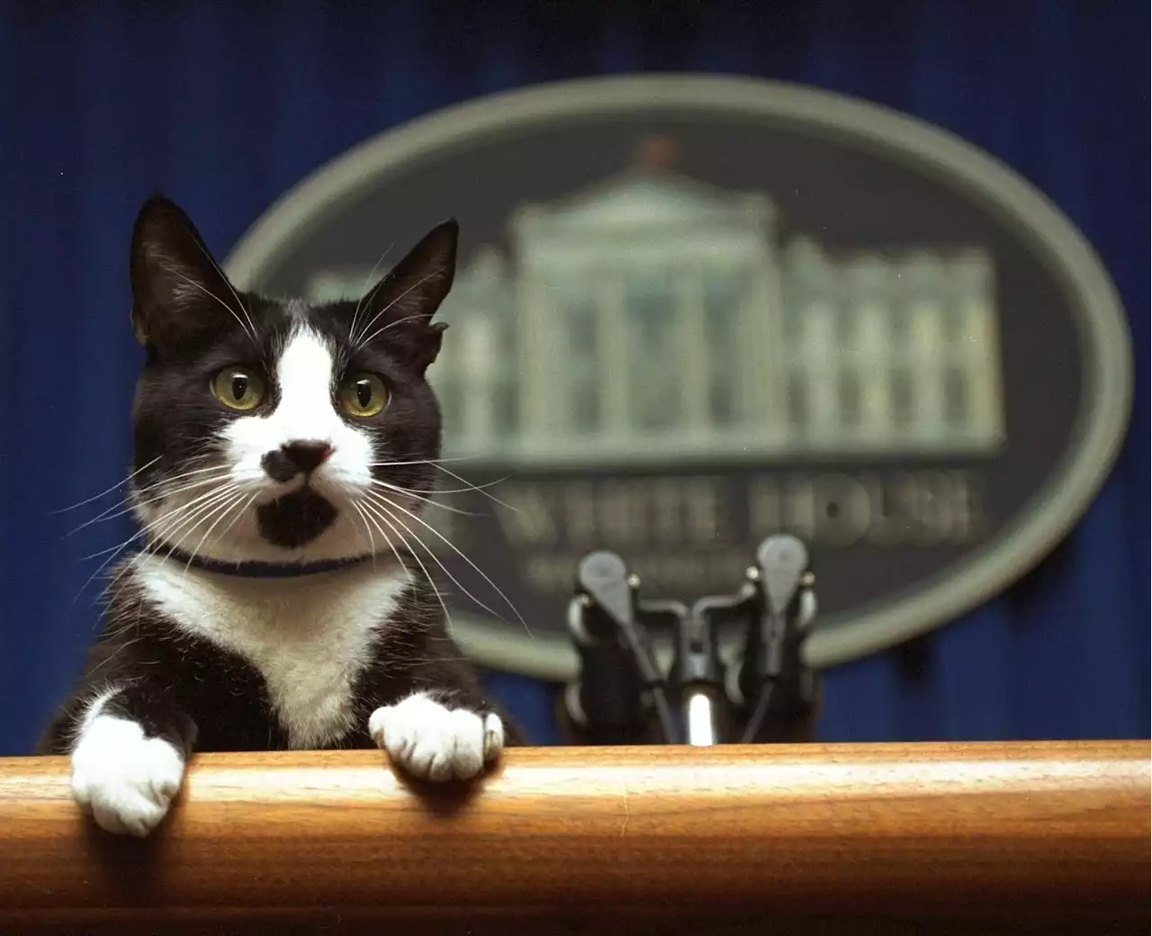 Willow Biden joins long and varied line of White House pets