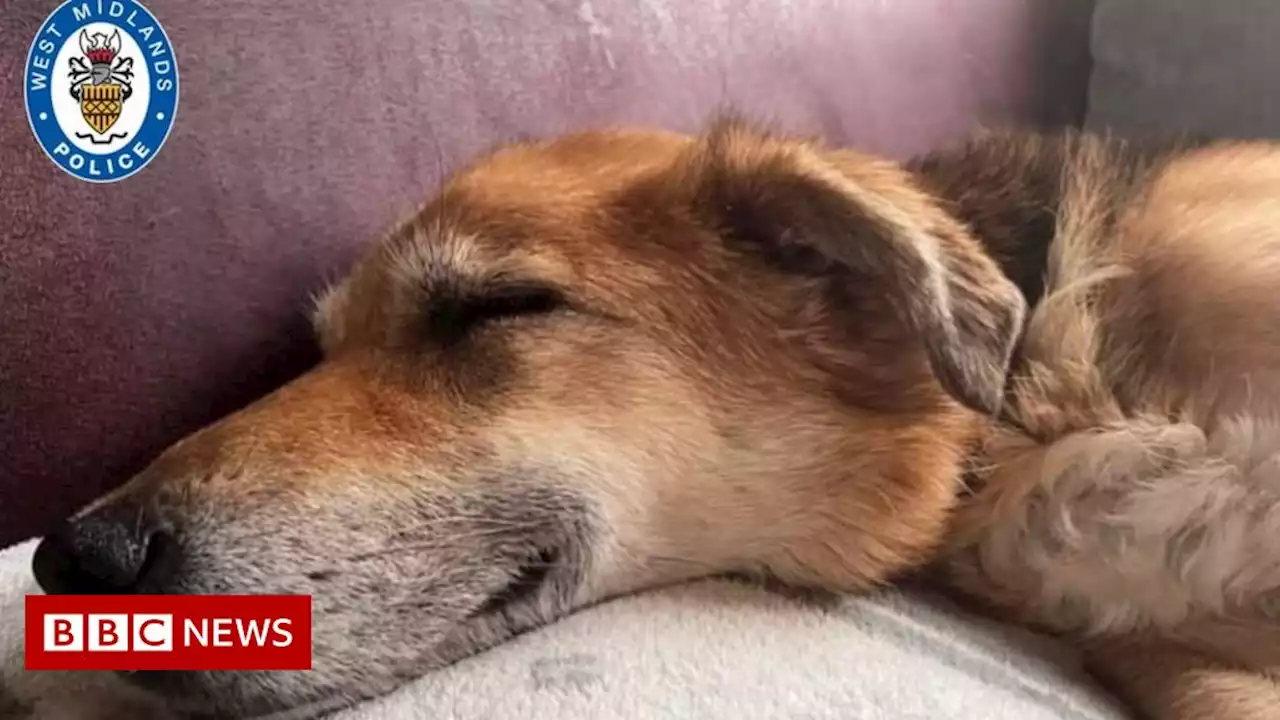 Life-saving surgery for neglected dog in Dudley