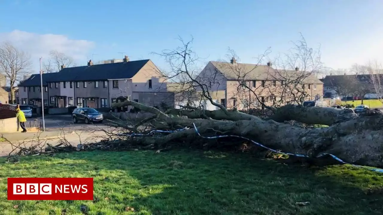 Storm Malik: Woman killed by fallen tree in Aberdeen during high winds