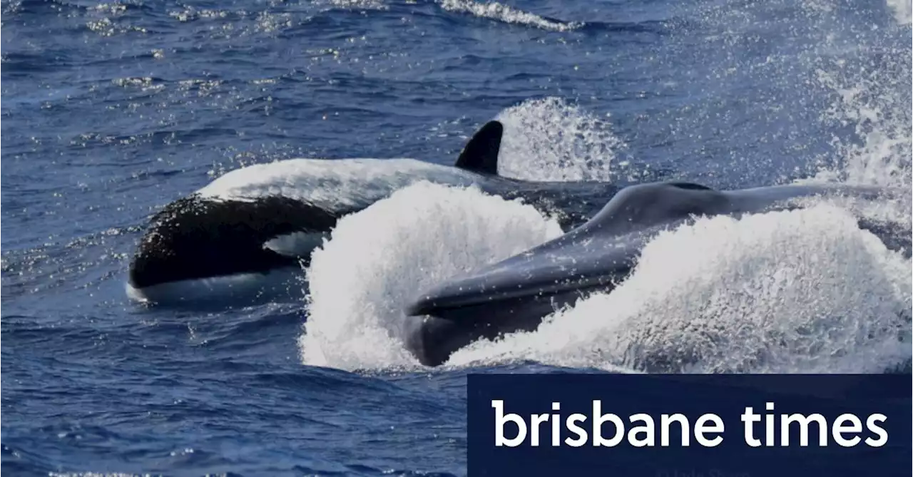 Apex predator: Killer whales hunt the largest animal on earth