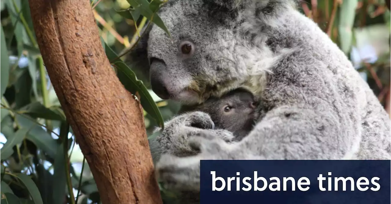 Government commits $50 million to save koalas