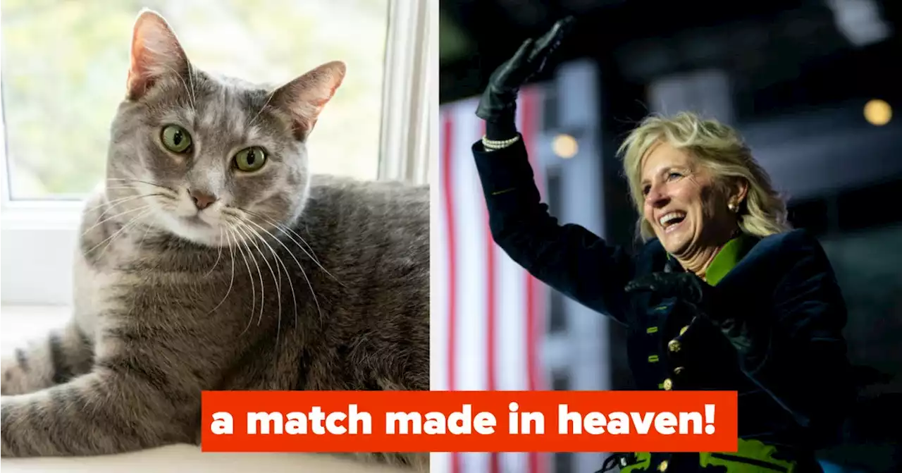 Willow, The First Cat, Stole Dr. Biden’s Heart After Interrupting Her Speech, So She Kept Her Because We Love Opinionated Pets