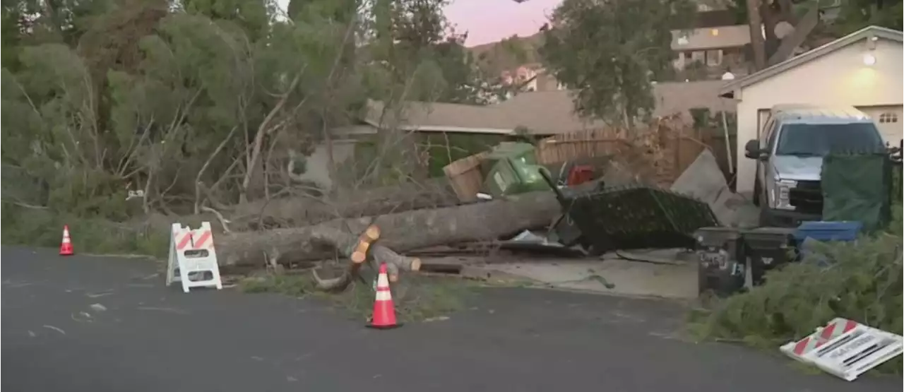 Gusty Santa Ana Winds Topple 2 Trees On Same Sylmar Property