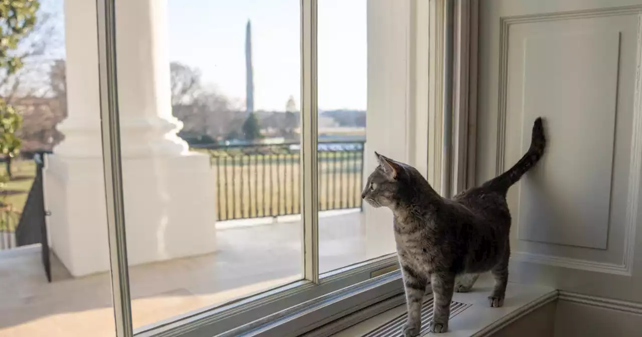 Bidens introduce their new cat, Willow