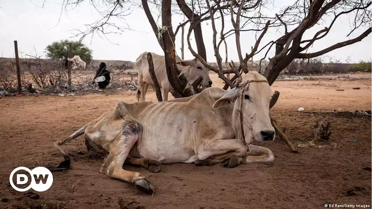 Wie die Not in Kenia wächst | DW | 27.01.2022