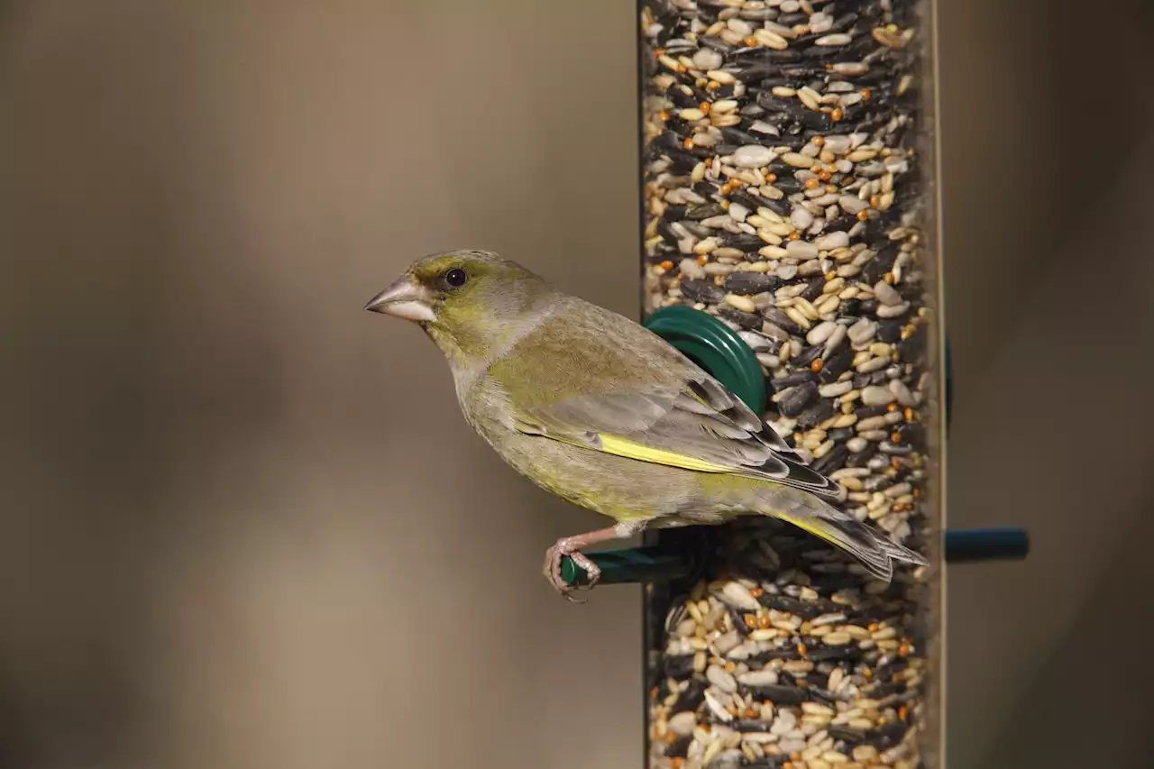 Flying start to this year\u2019s Big Garden Birdwatch survey