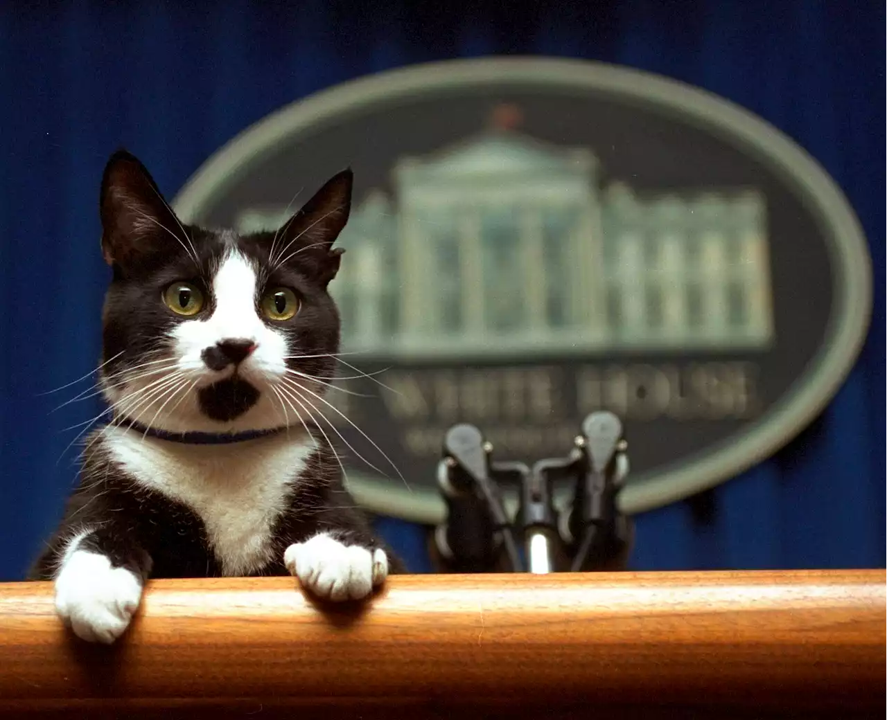 Willow Biden joins long and varied line of White House pets