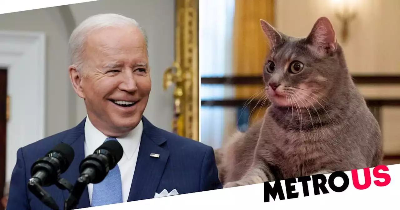 Bidens welcome pet cat Willow to White House – that interrupted Jill's speech