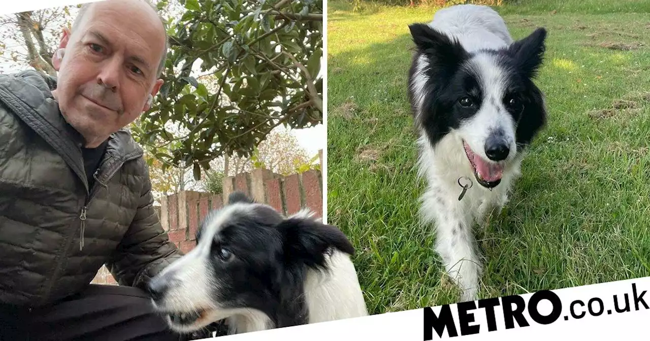 Ex-BBC star Rory Cellan-Jones' beloved dog who went viral last year dies aged 14