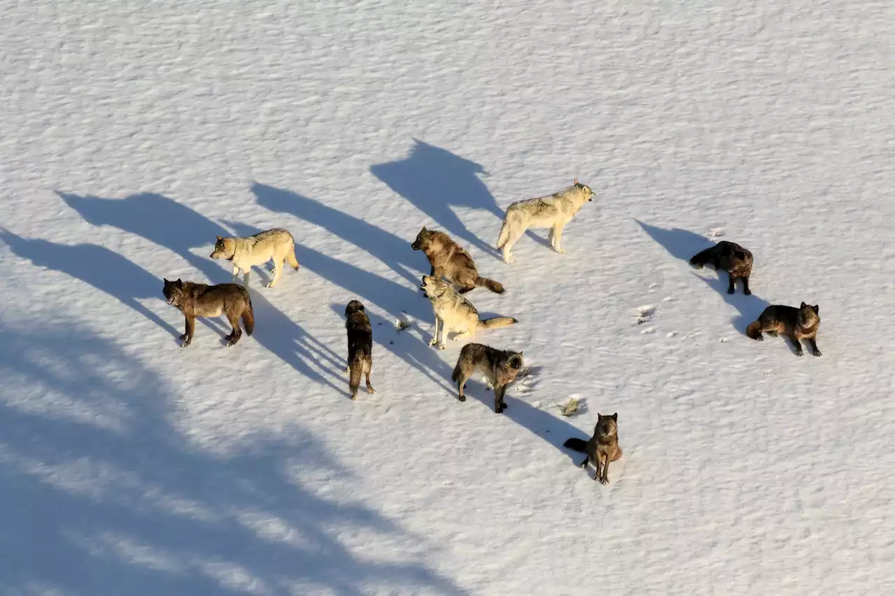 Montana Curbs Wolf Hunt After 23 From Yellowstone Are Killed