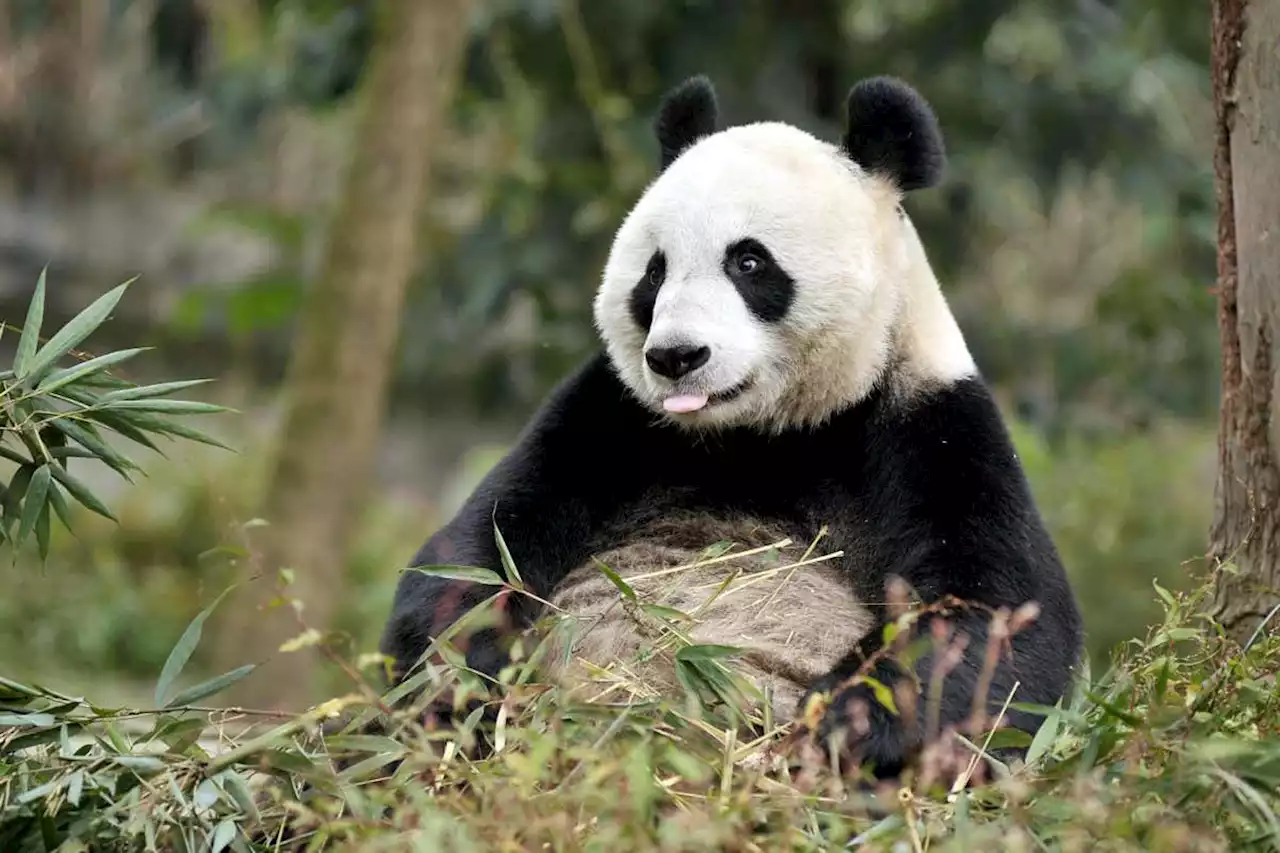 Giant pandas more likely to reject cubs after artificial insemination