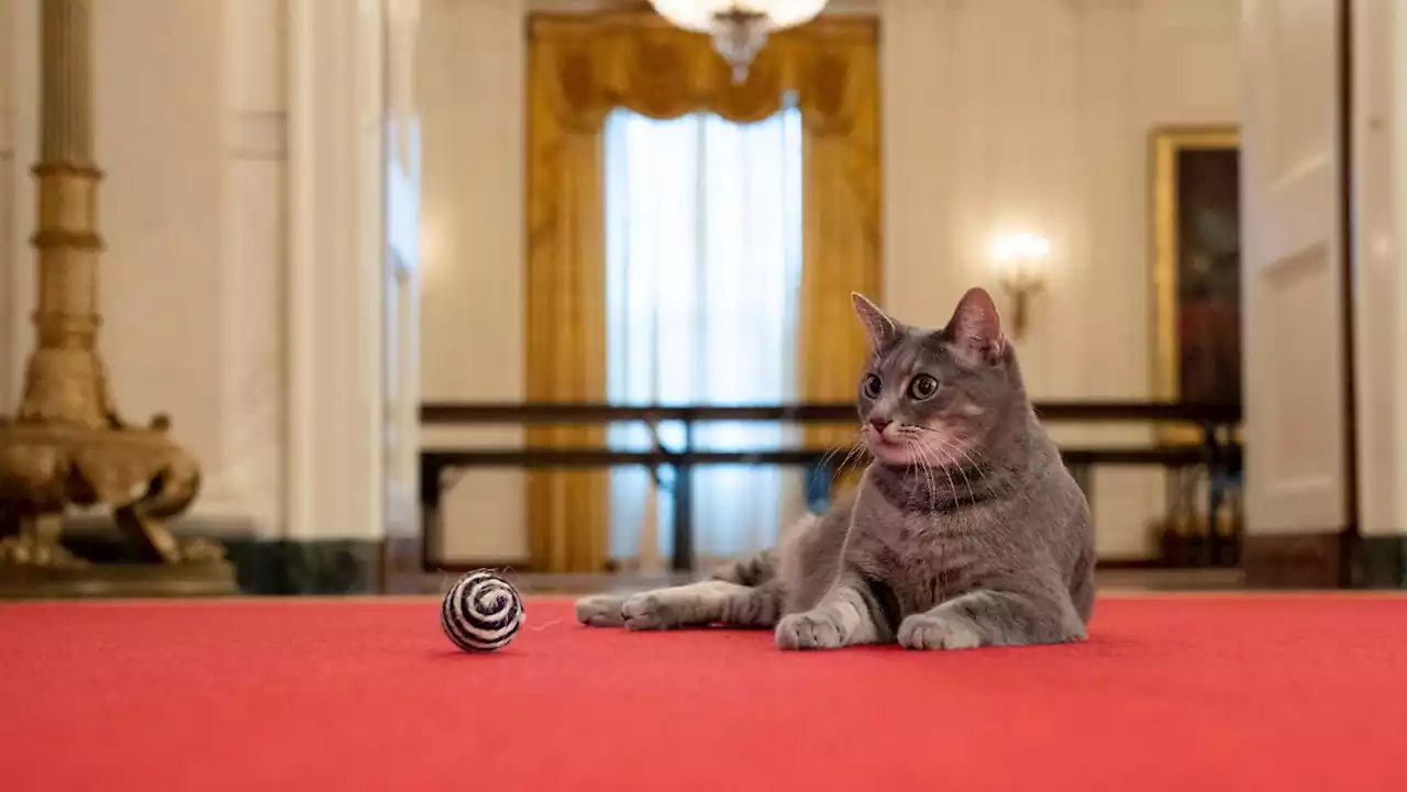 Biden begrüßt 'First Cat' im Weißen Haus