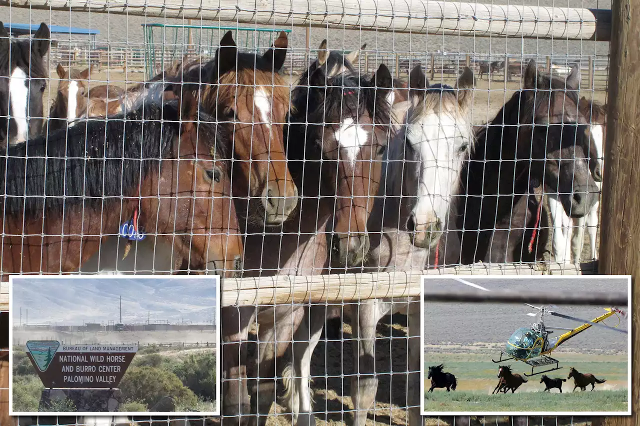 Judge clears trail to continue record round-up of wild horses