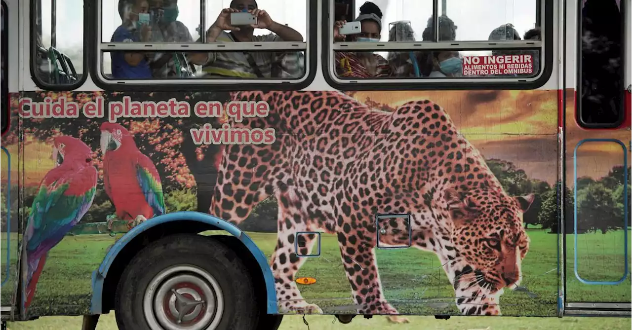 Cuban children with disabilities pet jaguars and snakes for therapy