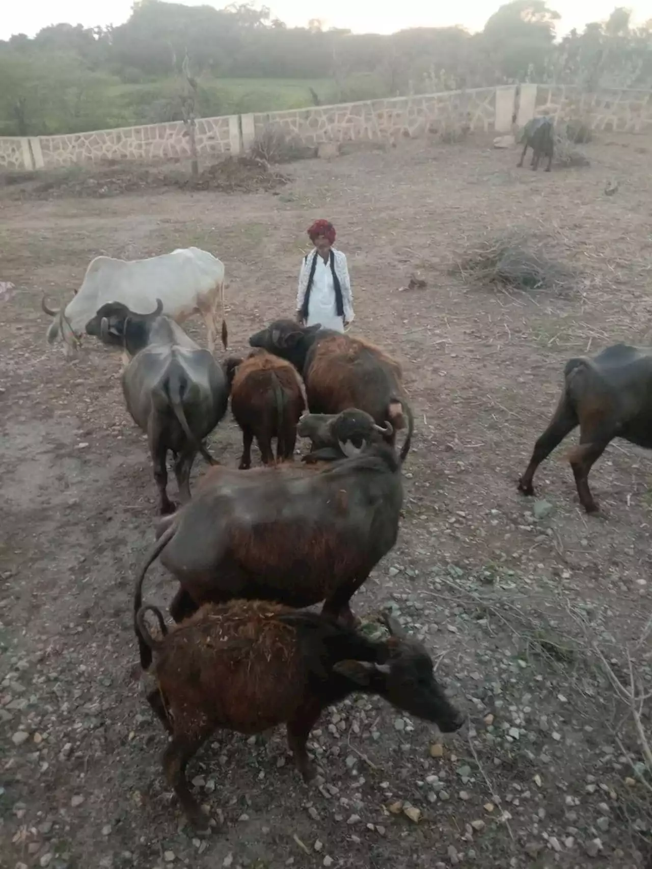 Animal husbandry : पशुपालन के लिए वरदान साबित हो रही पशु किसान क्रेडिट कार्ड योजना | Bundi News, Bundi Rajasthan News, Animal Husbandry, Kisan Credit Schem | Patrika News