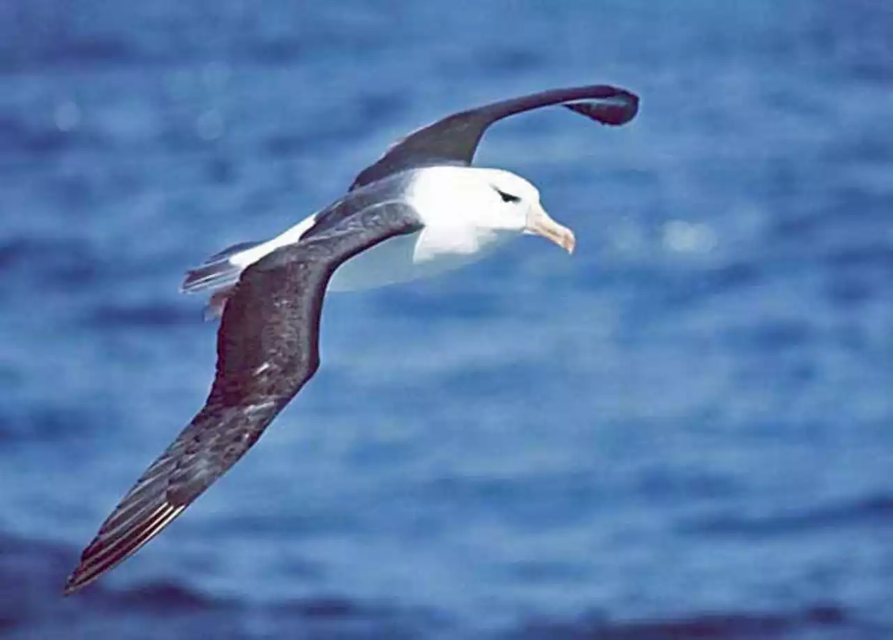 Albatrosses Can Dive to Much Greater Depths than Previously Thought | Sci-News.com