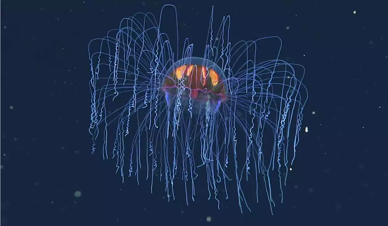 Psychedelic Jellies Caught on Video in Monterey Canyon | Sci-News.com