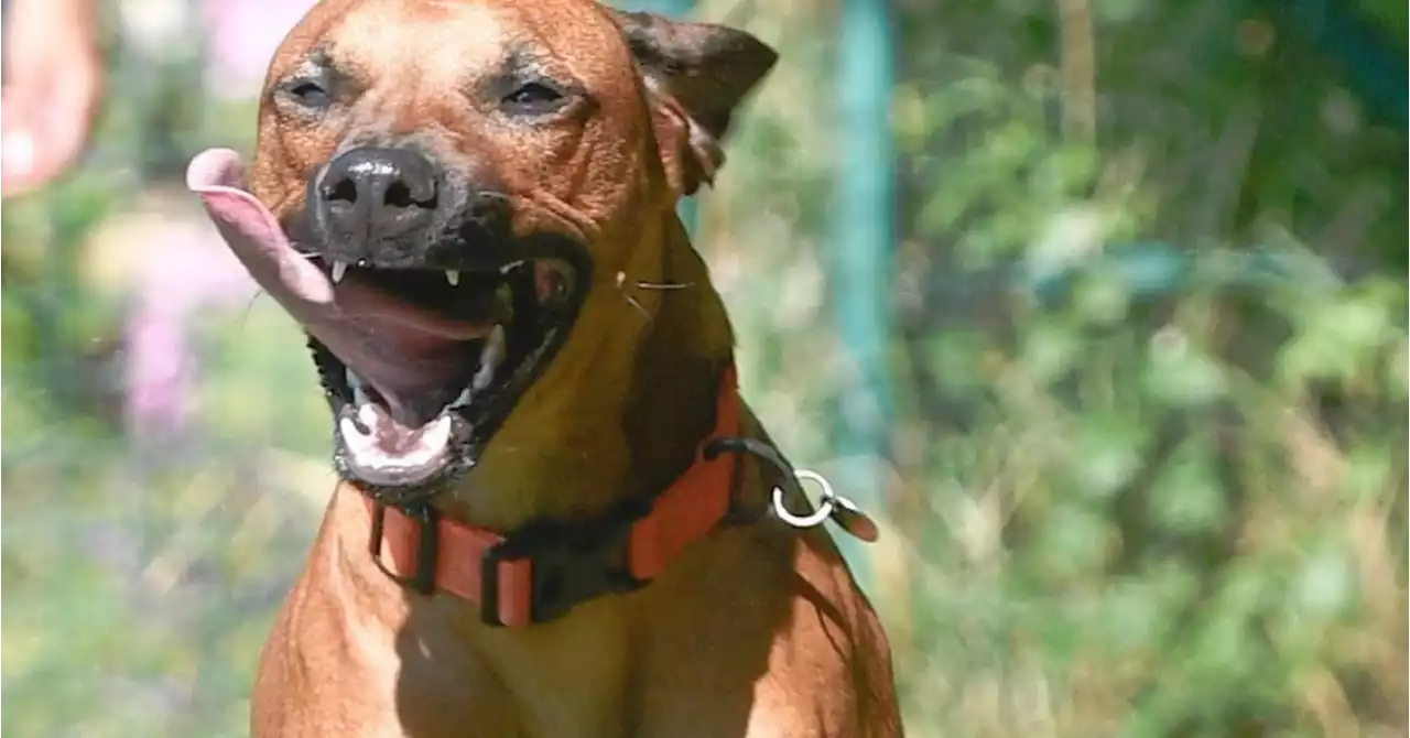 «Voici ce qu’il faut faire en cas d’attaque de chien»: le conseil de l’éducateur canin Thibaut Demeyer, «un chien de 30kg peut tuer un homme de 80kg»