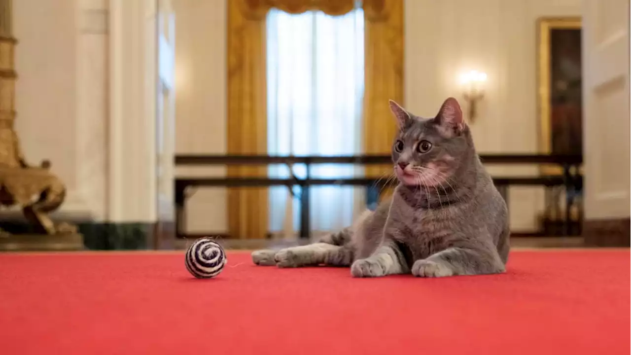 A Cat Who Interrupted a Biden Speech Now Lives in the White House