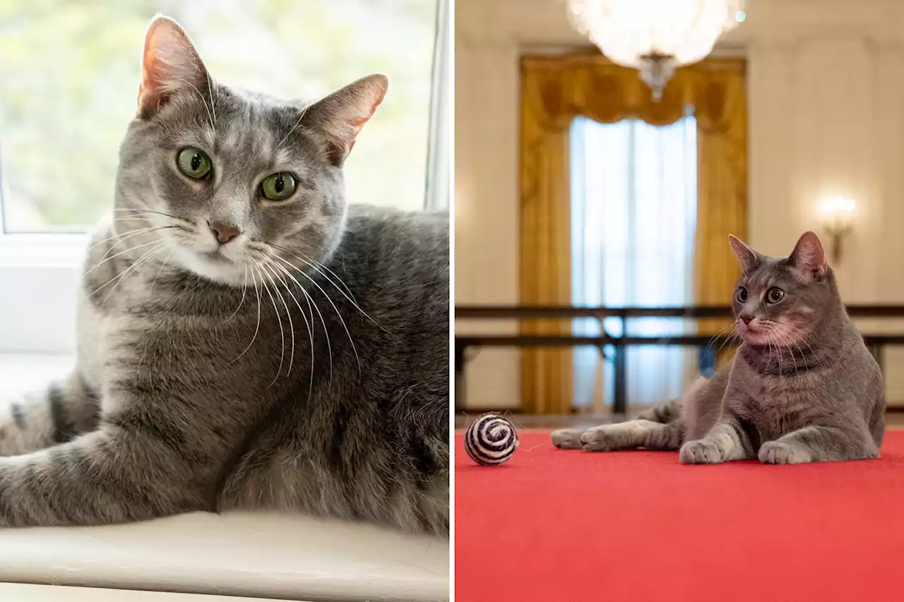 Jill Biden announces new White House cat Willow named after her hometown