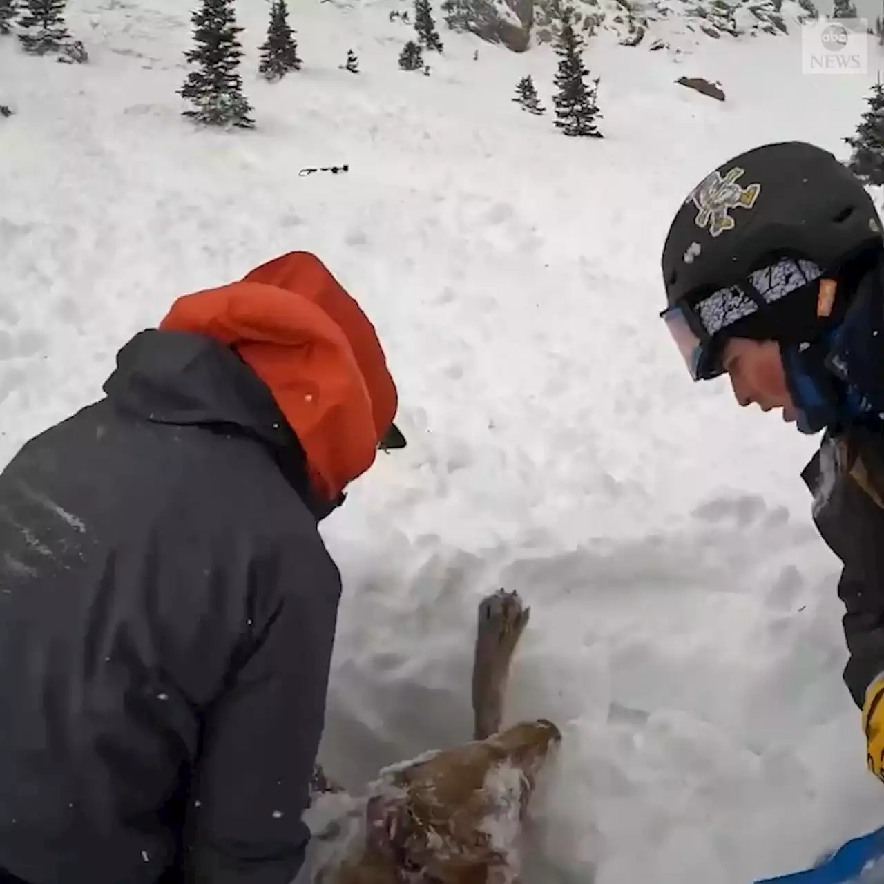 Helmet video captures Colorado college students rescuing dog buried in avalanche