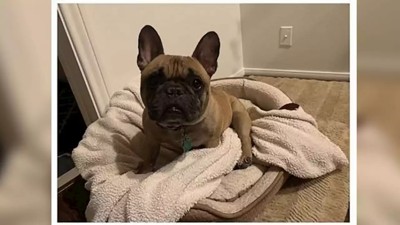 Los Angeles sees rise in French bulldog thefts