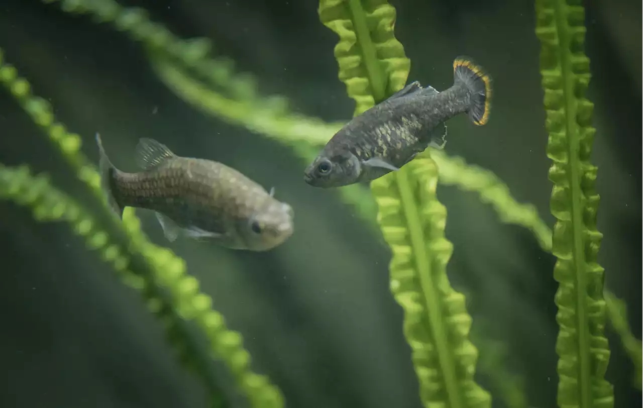 Mexican fish extinct in wild successfully reintroduced | AP News