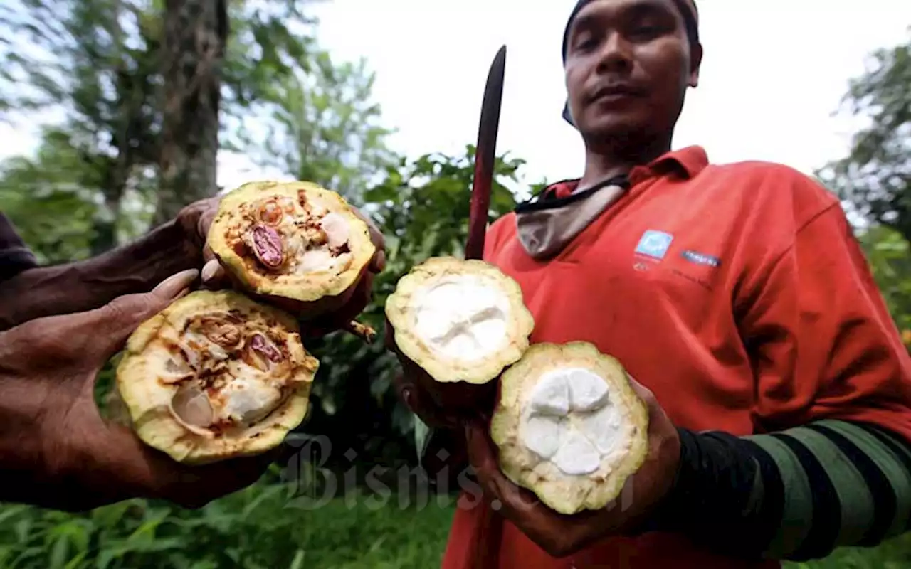 Kesejahteraan Petani Naik Berkat Cabe Rawit hingga Kelapa Sawit | Ekonomi - Bisnis.com