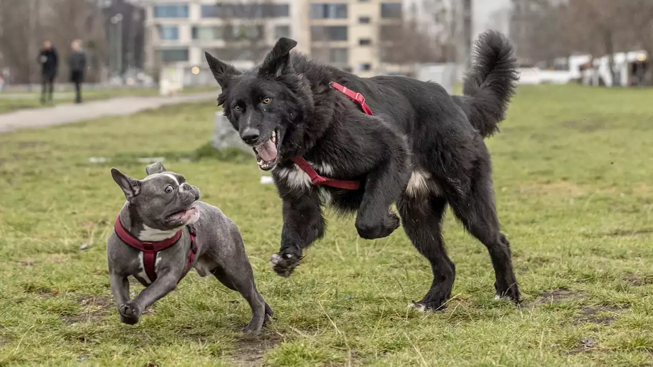 Senat bellt alle Berliner Hundebesitzer zur Kasse