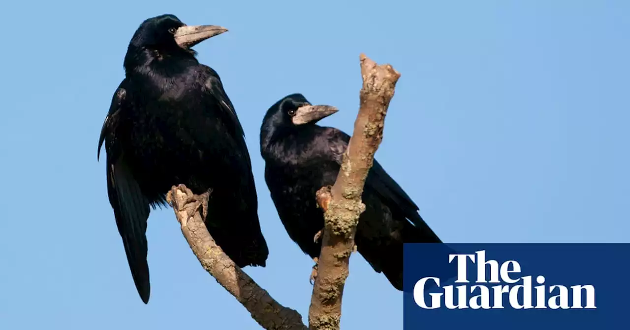 Law change allows wild birds to be killed to protect game birds in England