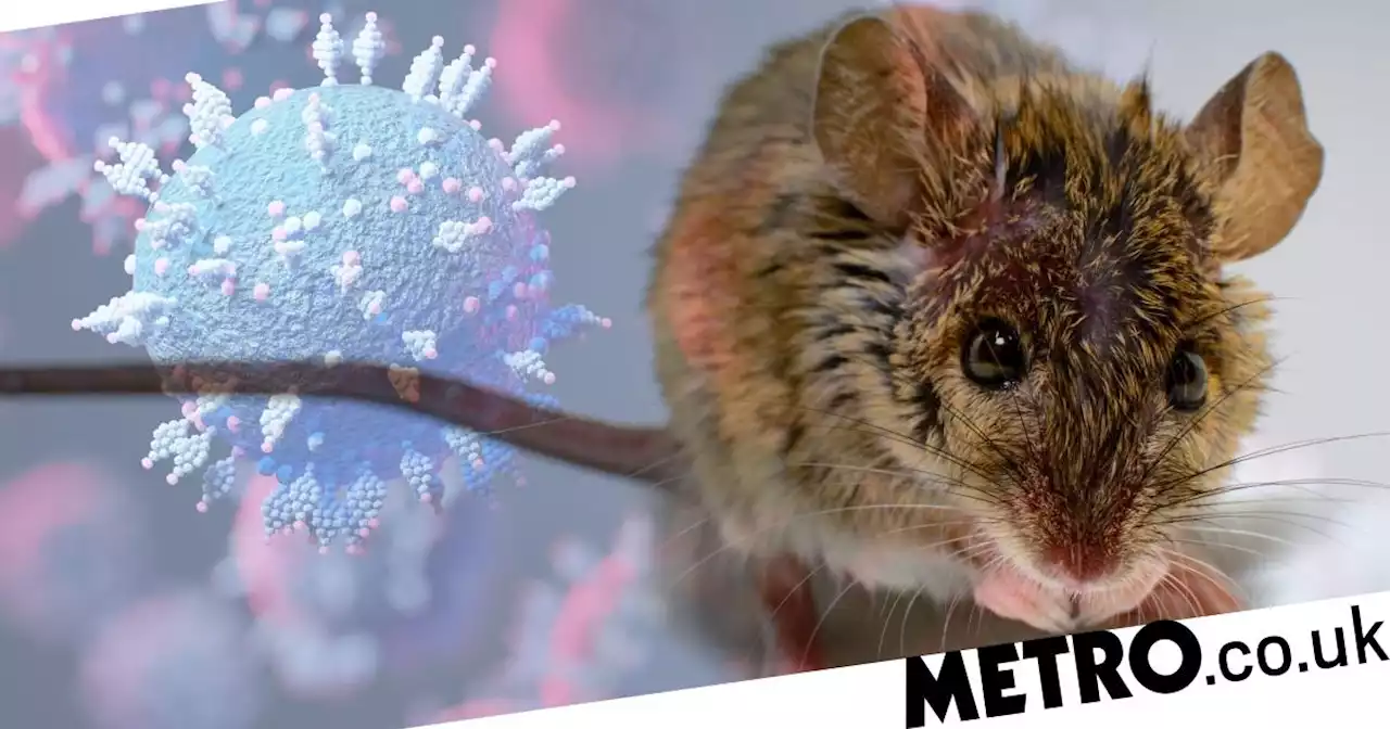 Omicron variant might have mutated from mice, says study