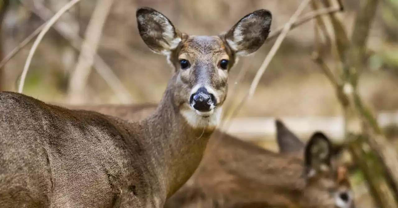 'Very unsettling': Scientists see troubling signs in humans spreading Covid to deer