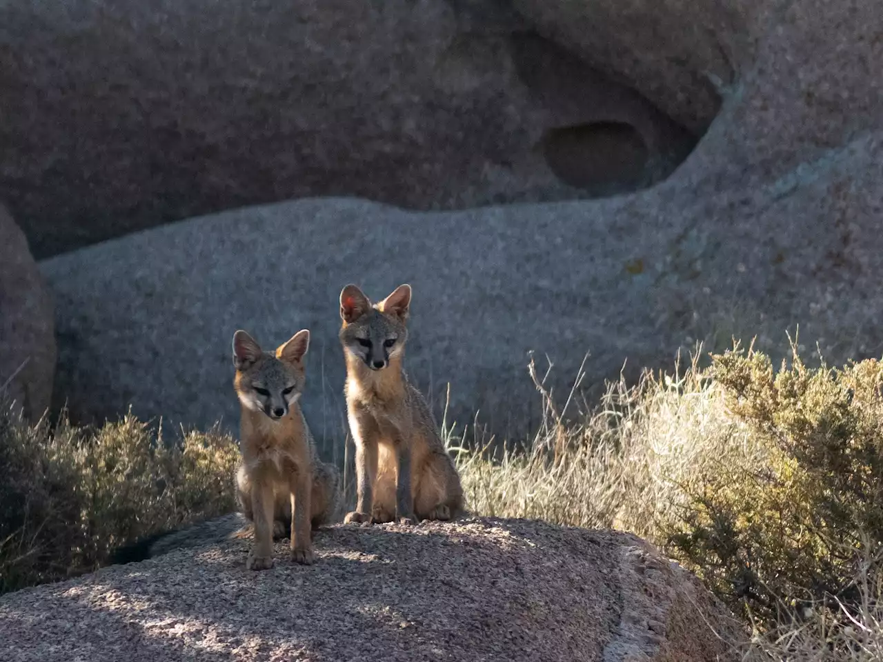 Gray foxes use black bears as personal body guards