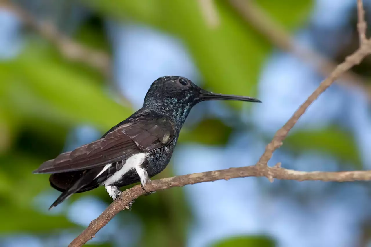 Hummingbirds routinely hit 9Gs like it's no big deal