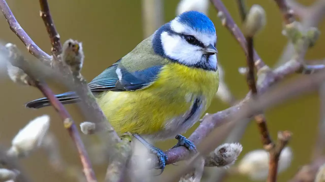 Meise, Amsel oder Spatz – Menschen sollen die Vögel vor ihrem Fenster zählen