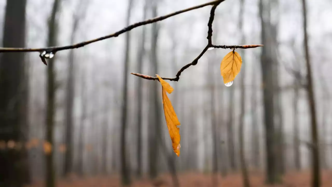 Regenreiches Jahr 2021 bringt leichte Erholung für Wald