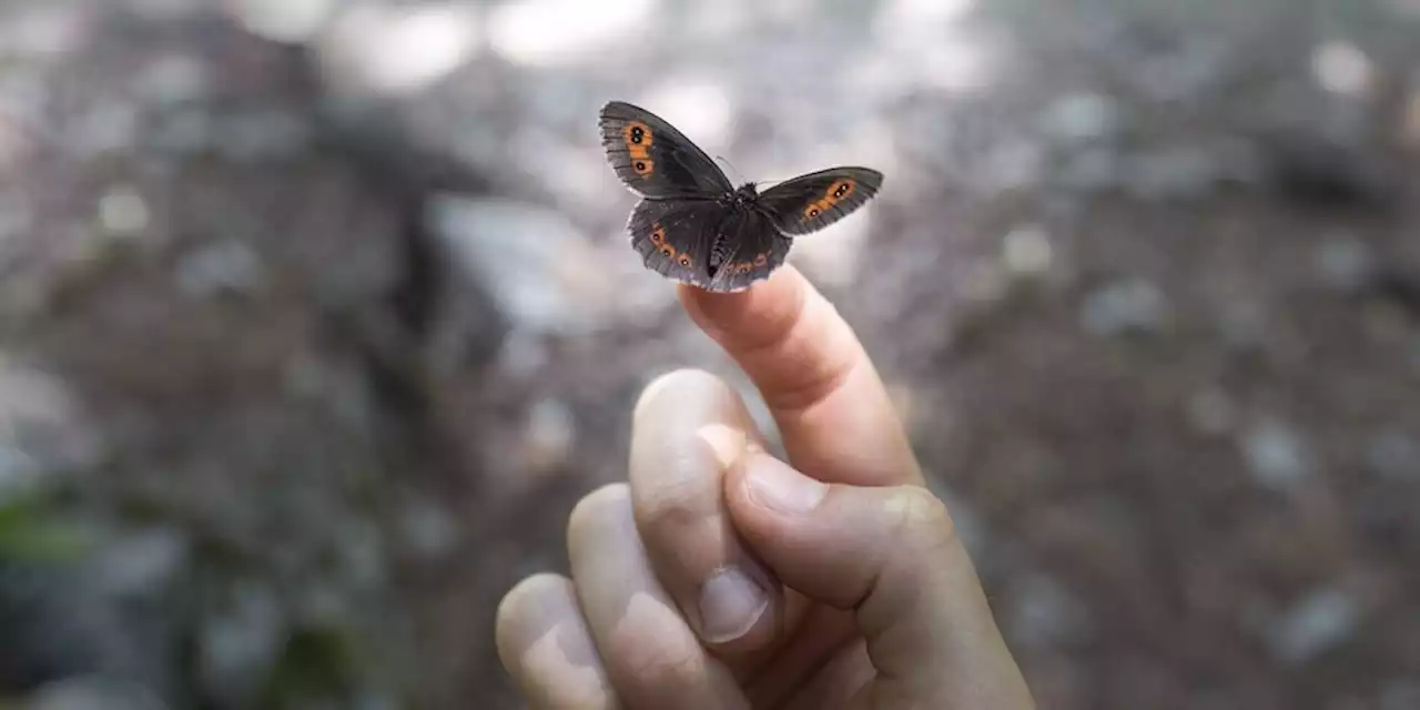 Konferenz zur Biodiversität: Das Rennen um die Artenvielfalt