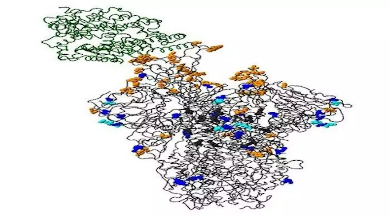 120 Orang Terinfeksi Virus Corona di Prefektur Okinawa Jepang - Tribunnews.com