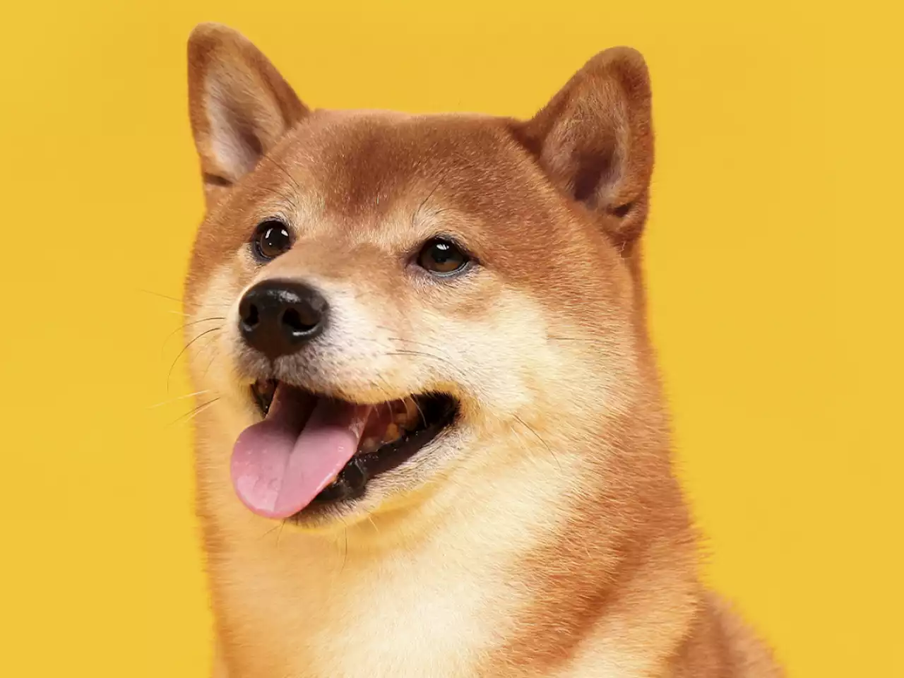 Shiba Inu Price Set for 2022 Move as 9 Businesses Join SHIB Burn Pledge