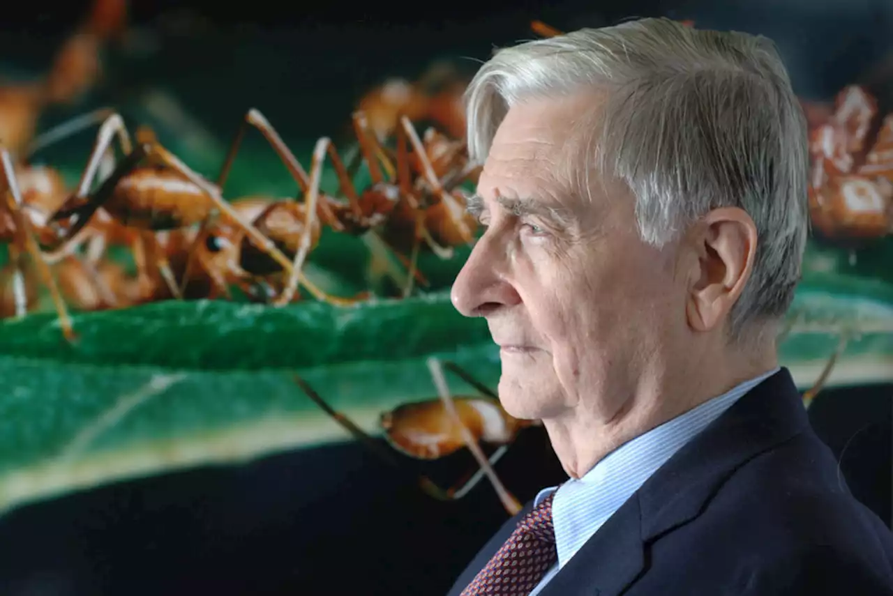 Here’s how we should commemorate E.O. Wilson