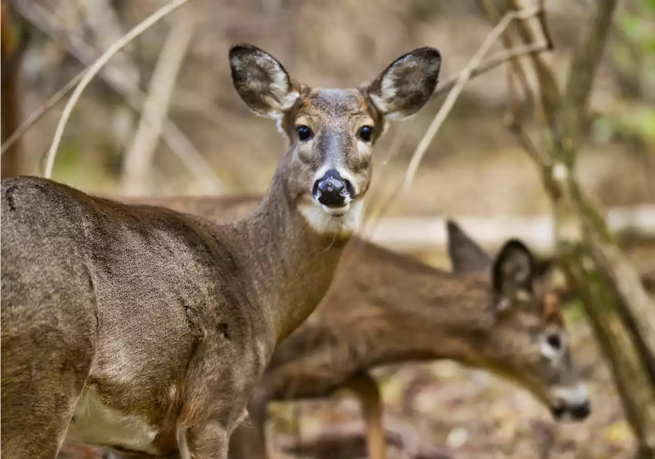 'Very unsettling': Scientists see troubling signs in humans spreading Covid to deer