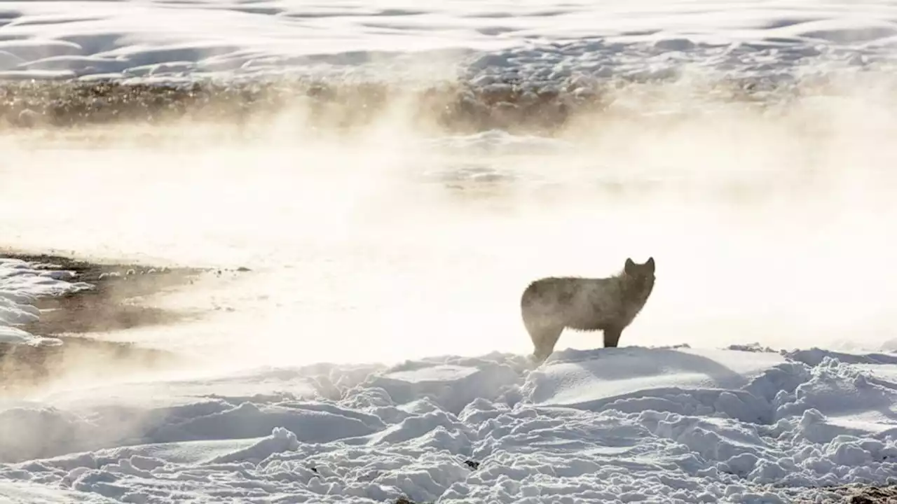 Montana curbs wolf hunt after 23 from Yellowstone killed